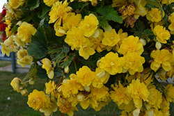 Nonstop Joy Yellow Begonia (Begonia 'Nonstop Joy Yellow') at Carleton Place Nursery