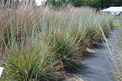 Standing Ovation Bluestem (Schizachyrium scoparium 'Standing Ovation') at Carleton Place Nursery