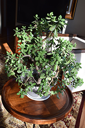 Jade Plant (Crassula ovata) at Carleton Place Nursery