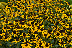 Little Goldstar Coneflower (Rudbeckia fulgida 'Little Goldstar') at Carleton Place Nursery