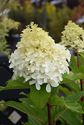 Limelight Prime Hydrangea (Hydrangea paniculata 'SMNHPPH') at Carleton Place Nursery