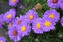 Woods Purple Aster (Symphyotrichum 'Woods Purple') at Carleton Place Nursery