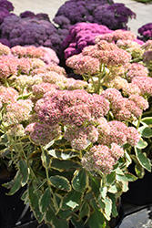 Frosted Fire Stonecrop (Sedum 'Frosted Fire') at Carleton Place Nursery