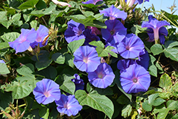 Heavenly Blue Morning Glory (Ipomoea tricolor 'Heavenly Blue') at Carleton Place Nursery