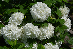 Eastern Snowball Viburnum (Viburnum opulus 'Sterile') at Carleton Place Nursery