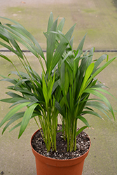 Areca Palm (Dypsis lutescens) at Carleton Place Nursery