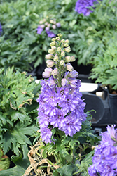 Delgenius Breezin Larkspur (Delphinium 'Breezin') at Carleton Place Nursery