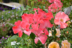 Flower Carpet Coral Rose (Rosa 'Flower Carpet Coral') at Carleton Place Nursery