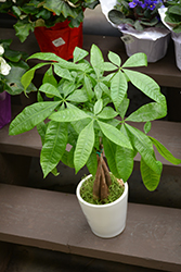 Money Tree (Pachira aquatica) at Carleton Place Nursery