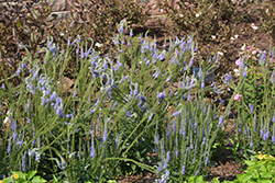 Blue Skywalker Speedwell (Veronica 'Blue Skywalker') at Carleton Place Nursery