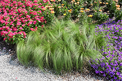 Pony Tails Mexican Feather Grass (Stipa tenuissima 'Pony Tails') at Carleton Place Nursery