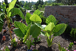 Elephant's Ear (Alocasia macrorrhizos) at Carleton Place Nursery