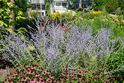 Russian Sage (Perovskia atriplicifolia) at Carleton Place Nursery