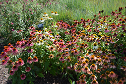 Cheyenne Spirit Coneflower (Echinacea 'Cheyenne Spirit') at Carleton Place Nursery