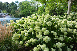 Little Lime Hydrangea (Hydrangea paniculata 'Jane') at Carleton Place Nursery