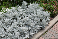 Silver Dust Dusty Miller (Senecio cineraria 'Silver Dust') at Carleton Place Nursery