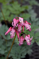 Pink Diamonds Fern-leaved Bleeding Heart (Dicentra 'Pink Diamonds') at Carleton Place Nursery