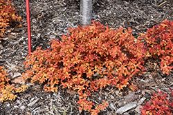 Double Play Candy Corn Spirea (Spiraea japonica 'NCSX1') at Carleton Place Nursery