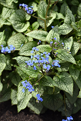 Queen of Hearts Bugloss (Brunnera macrophylla 'Queen of Hearts') at Carleton Place Nursery