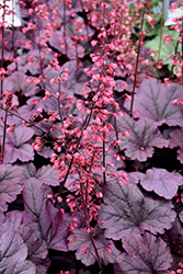 Grape Timeless Coral Bells (Heuchera 'Grape Timeless') at Carleton Place Nursery