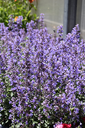 Cat's Meow Catmint (Nepeta x faassenii 'Cat's Meow') at Carleton Place Nursery