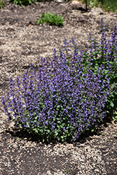 Cat's Pajamas Catmint (Nepeta 'Cat's Pajamas') at Carleton Place Nursery