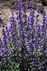 Cat's Pajamas Catmint (Nepeta 'Cat's Pajamas') at Carleton Place Nursery