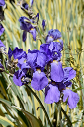 Variegated Sweet Iris (Iris pallida 'Variegata') at Carleton Place Nursery