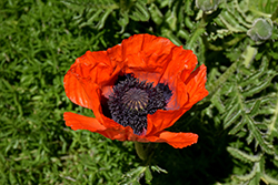 Beauty of Livermere Poppy (Papaver orientale 'Beauty of Livermere') at Carleton Place Nursery