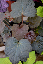 Northern Exposure Black Coral Bells (Heuchera 'TNHEUNEB') at Carleton Place Nursery