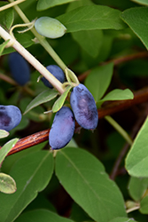 Boreal Beauty Honeyberry (Lonicera caerulea 'Boreal Beauty') at Carleton Place Nursery