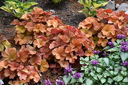 Northern Exposure Amber Coral Bells (Heuchera 'TNHEUNEA') at Carleton Place Nursery