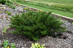 Savin Juniper (Juniperus sabina) at Carleton Place Nursery