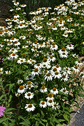 PowWow White Coneflower (Echinacea purpurea 'PowWow White') at Carleton Place Nursery