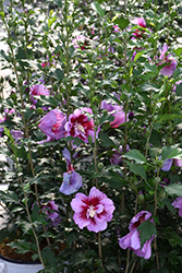 Purple Pillar Rose of Sharon (Hibiscus syriacus 'Gandini Santiago') at Carleton Place Nursery