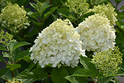 Fire Light Tidbit Hydrangea (Hydrangea paniculata 'SMNHPK') at Carleton Place Nursery