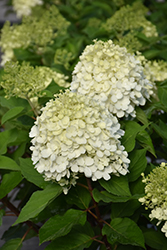 Little Lime Punch Hydrangea (Hydrangea paniculata 'SMNHPH') at Carleton Place Nursery