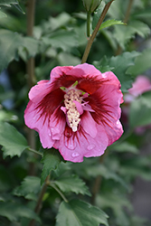 Red Pillar Rose of Sharon (Hibiscus syriacus 'GFNHSRP') at Carleton Place Nursery