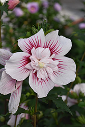 Starblast Chiffon Rose of Sharon (Hibiscus syriacus 'Rwoods6') at Carleton Place Nursery