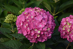 Let's Dance Arriba! Hydrangea (Hydrangea 'SMNHSC') at Carleton Place Nursery