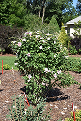 Paraplu Pink Ink Rose of Sharon (Hibiscus syriacus 'Minsywhi07') at Carleton Place Nursery