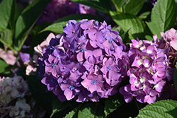 Let's Dance Arriba! Hydrangea (Hydrangea 'SMNHSC') at Carleton Place Nursery