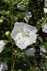 White Pillar Rose of Sharon (Hibiscus syriacus 'Gandini van Aart') at Carleton Place Nursery