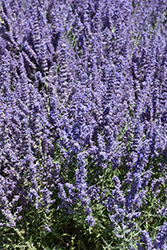 Denim 'n Lace Russian Sage (Perovskia atriplicifolia 'Denim 'n Lace') at Carleton Place Nursery