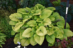 Shadowland Coast to Coast Hosta (Hosta 'Coast to Coast') at Carleton Place Nursery