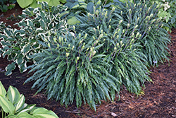 Silly String Hosta (Hosta 'Silly String') at Carleton Place Nursery