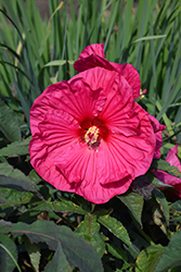 Summer In Paradise Hibiscus (Hibiscus 'Summer In Paradise') at Carleton Place Nursery