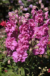 Pink Punch Larkspur (Delphinium 'Pink Punch') at Carleton Place Nursery