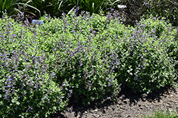 Cat's Pajamas Catmint (Nepeta 'Cat's Pajamas') at Carleton Place Nursery