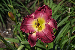 Blood Sweat And Tears Daylily (Hemerocallis 'Blood Sweat And Tears') at Carleton Place Nursery